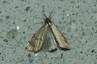 Chrysocrambus linetella