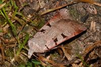 Eugnorisma glareosa