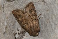 Luperina testacea
