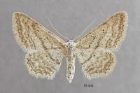 Idaea elongaria