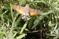 Macroglossum stellatarum