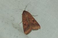 Helicoverpa armigera
