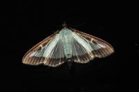 Cydalima perspectalis
