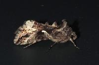 Autographa gamma