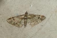 Gymnoscelis rufifasciata