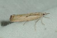 Agriphila geniculea