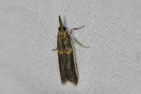 Etiella zinckenella