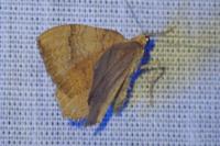 Camptogramma bilineata