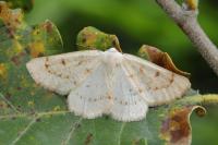 Dyscia penulataria