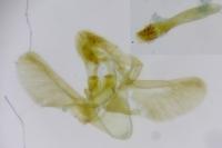 Phycitodes inquinatella