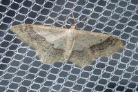 Idaea aversata