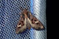 Trigonophora flammea