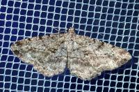 Peribatodes rhomboidaria rhomboidaria