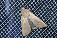 Mythimna unipuncta