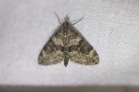 Thera britannica/variata