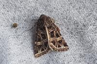 Leucochlaena oditis