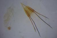 Homoeosoma nebulellum
