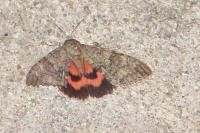 Catocala nupta