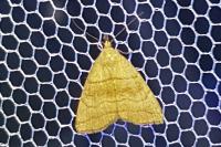 Herminia tarsicrinalis