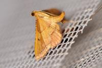 Endotricha flammealis
