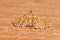 Endotricha flammealis
