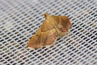 Endotricha flammealis