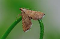 Endotricha flammealis