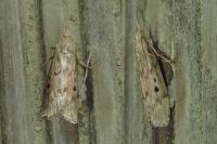 Aphomia sociella