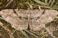 Peribatodes rhomboidaria rhomboidaria