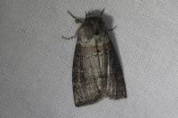 Cymatophorina diluta