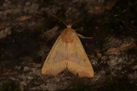 Atethmia centrago
