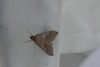 Mecyna asinalis