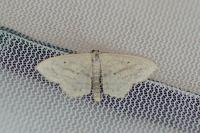 Scopula nigropunctata