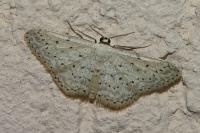 Idaea seriata