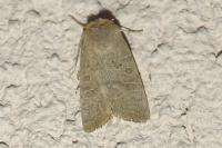 Hoplodrina ambigua