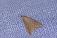 Udea ferrugalis