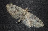 Eupithecia pusillata