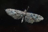 Eupithecia pusillata