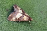 Evergestis marionalis
