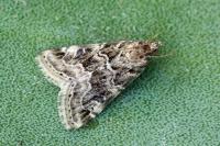 Hellula undalis