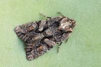 Dryobotodes tenebrosa