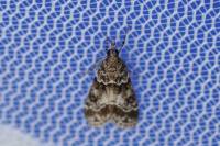 Eudonia mercurella