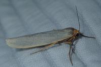 Eilema caniola