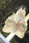 Stauropus fagi