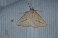 Aspitates gilvaria