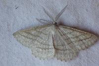 Perconia strigillaria