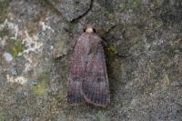 Agrotis trux