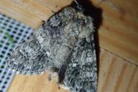 Acronicta rumicis
