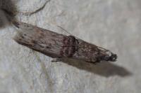 Nephopterix angustella