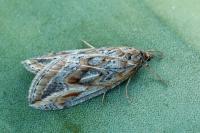 Chesias legatella
